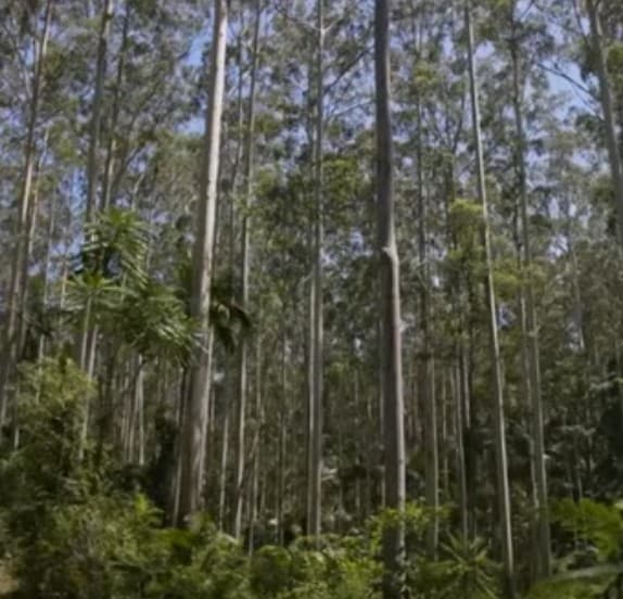 Video Report: The carbon credit grift destroying koala habitat