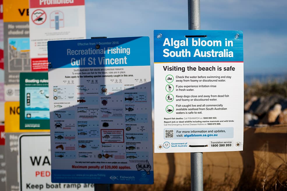 ‘Not an eligible disaster’: FOI reveals Commonwealth resisted new aid for SA after algal bloom killed 250,000 marine animals