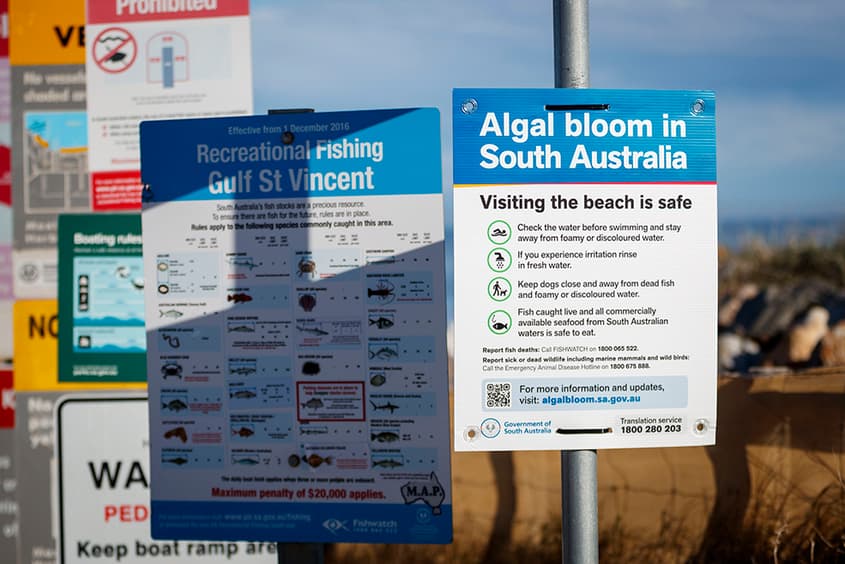 ‘Not an eligible disaster’: FOI reveals Commonwealth resisted new aid for SA after algal bloom killed 250,000 marine animals