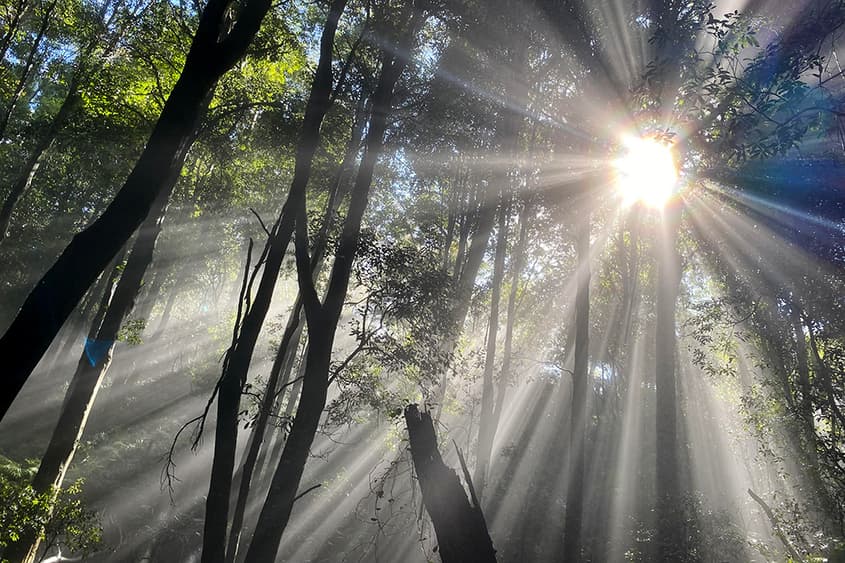 The value humans place in intellect at the expense of other forms of intelligence