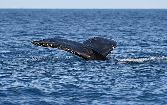 Welcome to the Anthropocene: The Vanishing Act