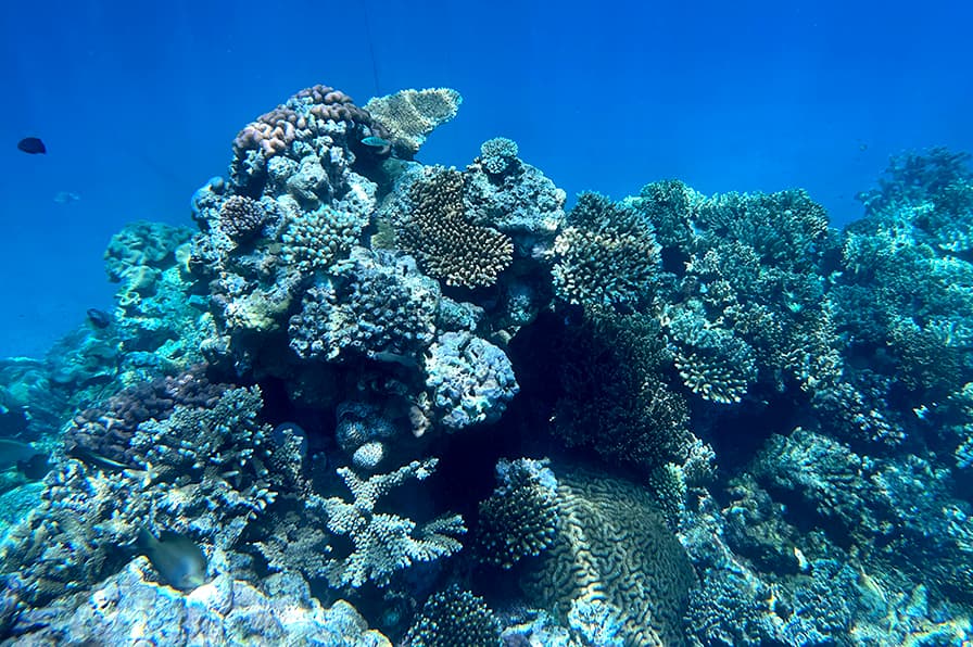 As a fourth coral bleaching crisis begins, scientists warn reefs are being hit harder each time