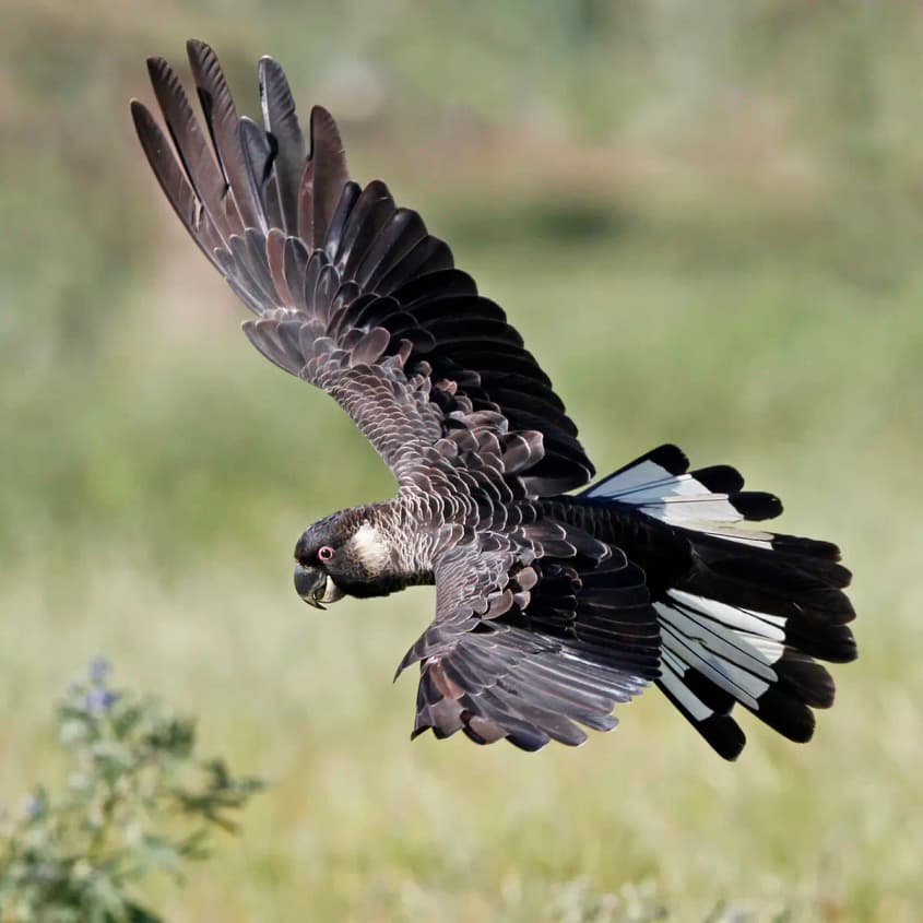 Endangered black cockatoos at risk after years of illegal forest destruction