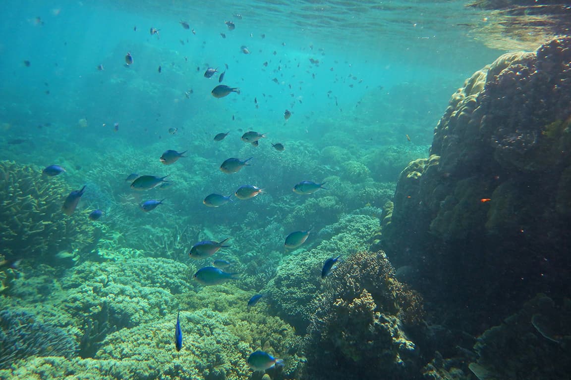 Two prospects for huge ocean conservation gains are now within grasp – and it’s about time