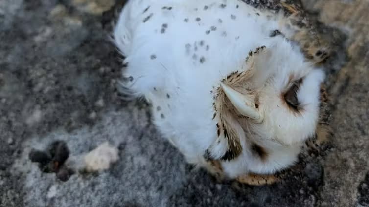 New ban on dangerous rodent poisons is lifeline for our native animals
