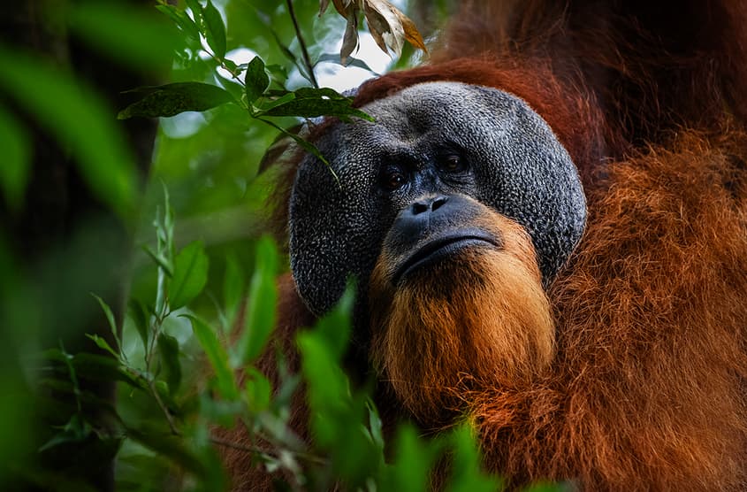 Lessons from saving the 'Orangutan Capital of the World'
