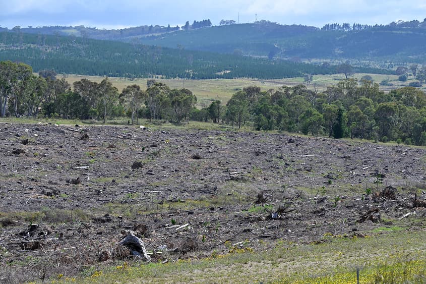 Tasmania's logging gamble: who pays when the forests run out?