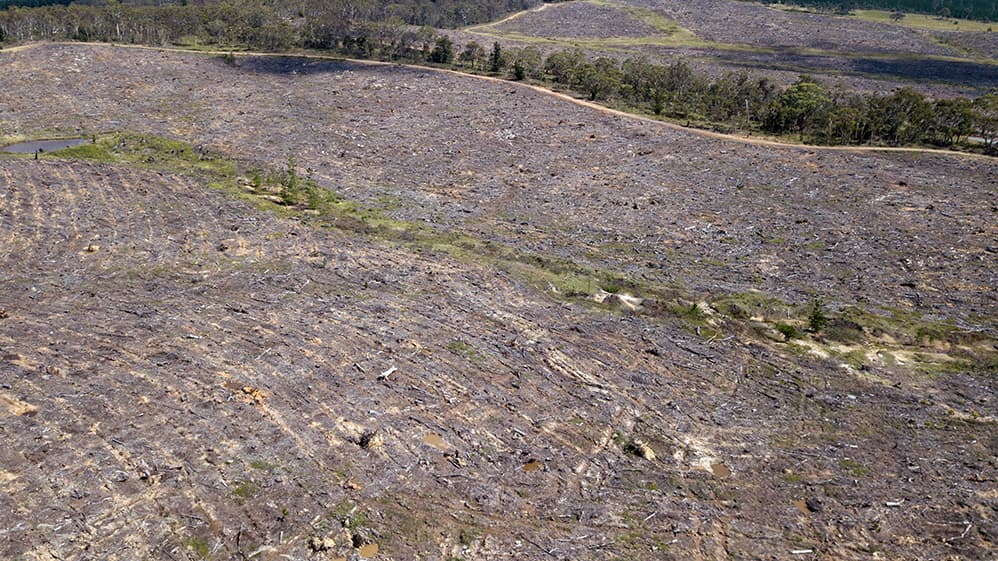 “Pull nature back from the brink”: CCWA urges shift in WA government priorities amid ongoing land clearing approvals