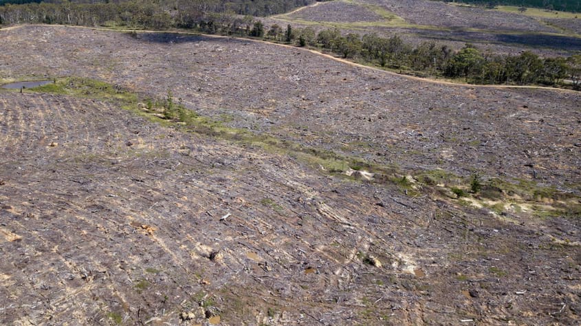 “Pull nature back from the brink”: CCWA urges shift in WA government priorities amid ongoing land clearing approvals