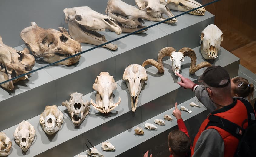 Information watchdog scrutinises Queensland Museum handling of Shell information request
