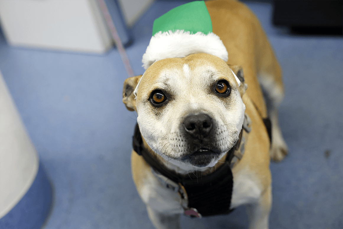 Australia spends four times more on pets than foreign aid