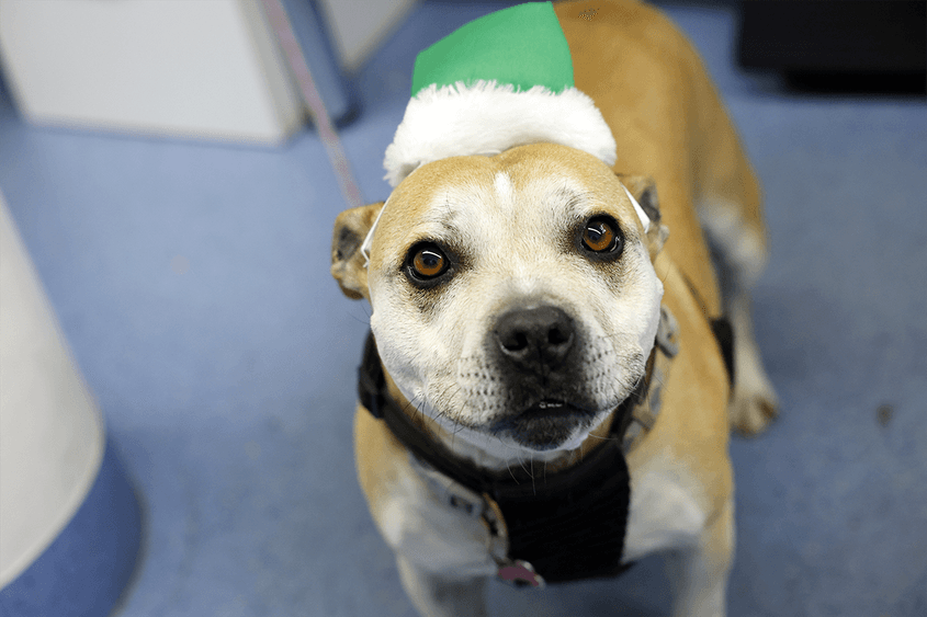 Australia spends four times more on pets than foreign aid