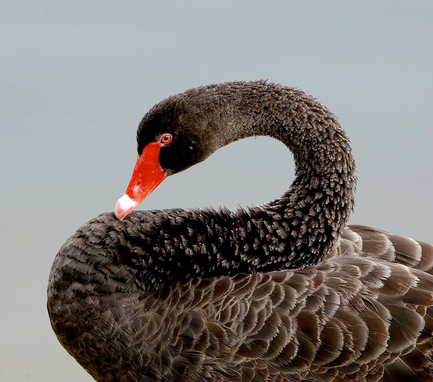 Australia's real black swan event is the lack of preparation for bird flu's arrival