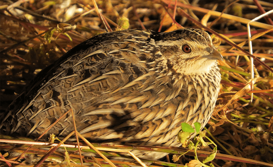 Bird flu means native bird shooting must stop
