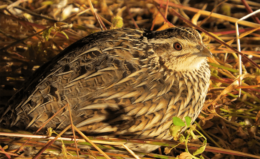 Bird flu means native bird shooting must stop
