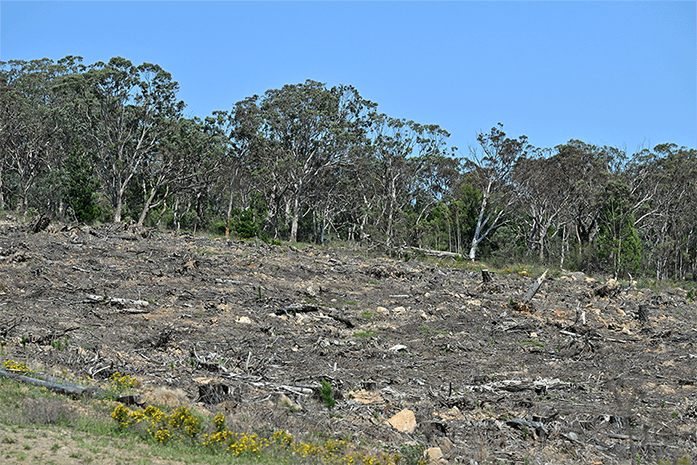 Victoria claims to have stopped native logging. So why is it importing Tasmanian forests?