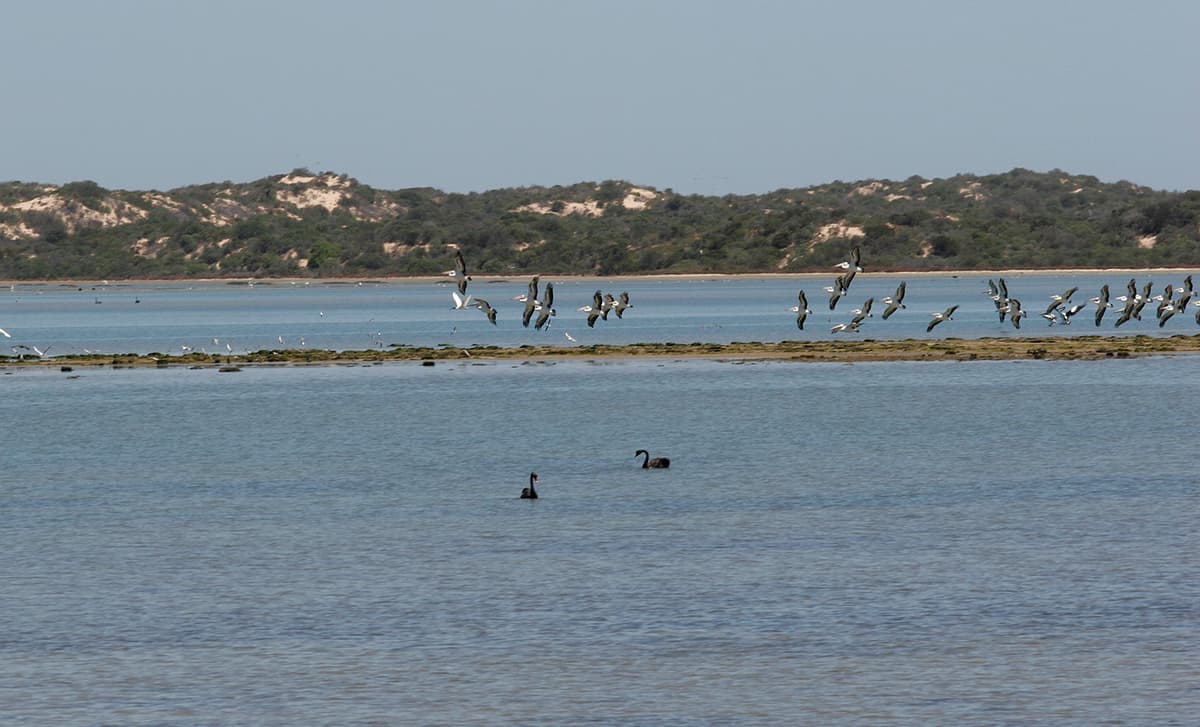The Basin Plan is up for review – and water for the environment is as important as ever 