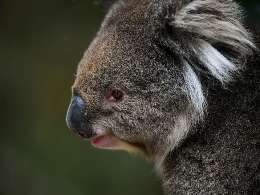 Is Australian climate policy finally heading in the right direction?