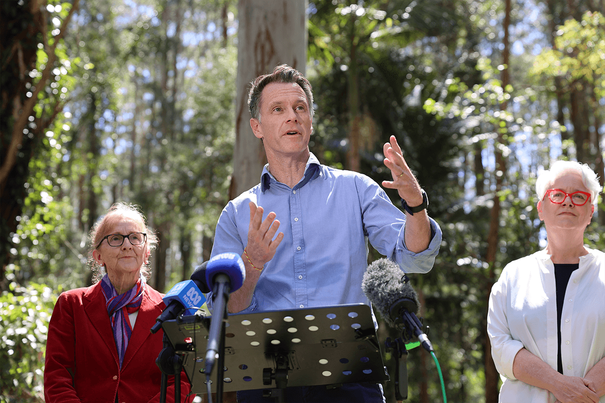 Koalas for coal: the Great Koala National Park is becoming a carbon trading chip 