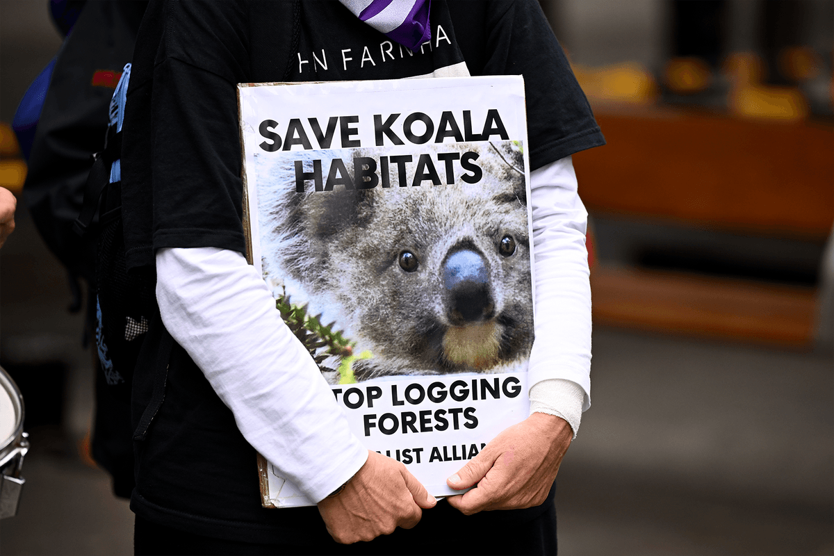 Environmental groups launch push to make native forest protection a national political issue