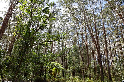 Explainer: What’s wrong with the environment law reboot?