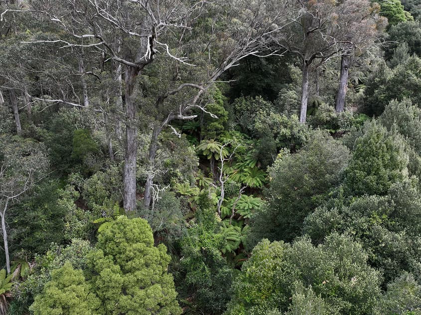 Native forest logging is driving extinction and climate damage