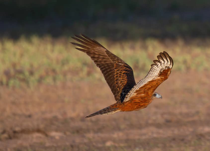 'Gobsmacked': threatened bird habitat cleared under Australia’s new nature laws