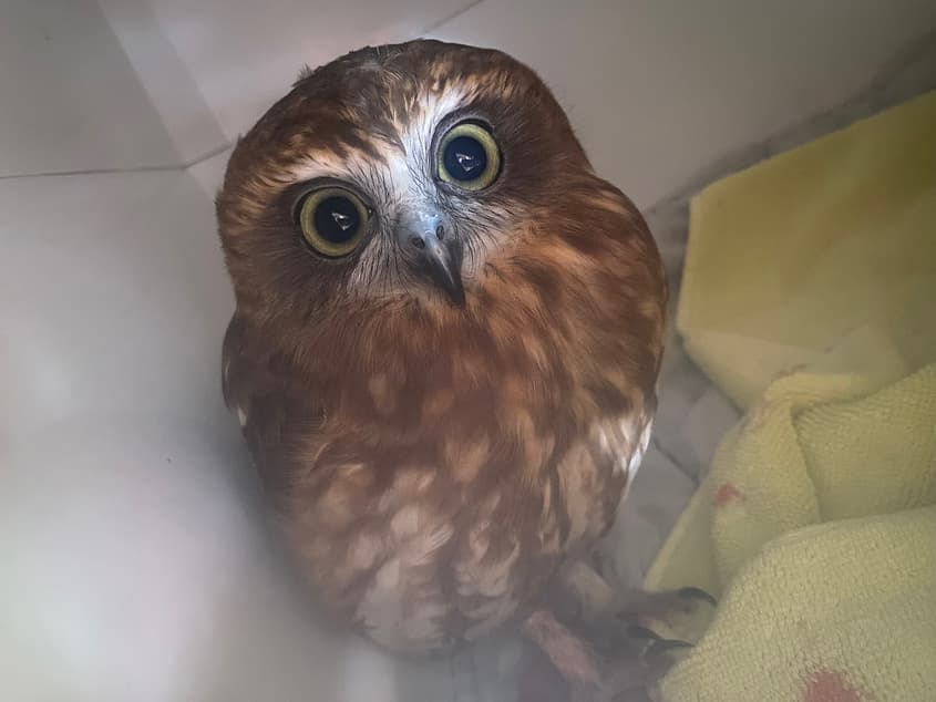 Why Australia’s pesticide regulator took years to act on rat poison