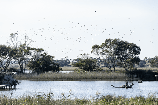 Victoria's duck hunting season begins amid declining support and compliance concerns