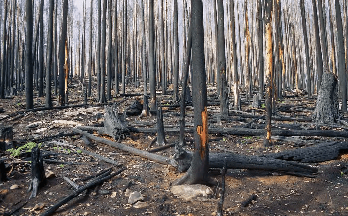 Forests, logging, fire and First Nations – the native forest logging industry re-emerges under different guises
