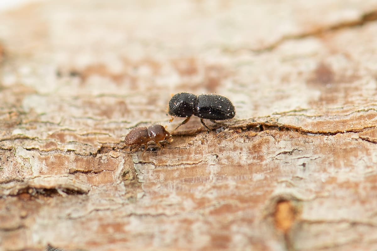 The beetle boring through Perth’s trees should terrify Australia