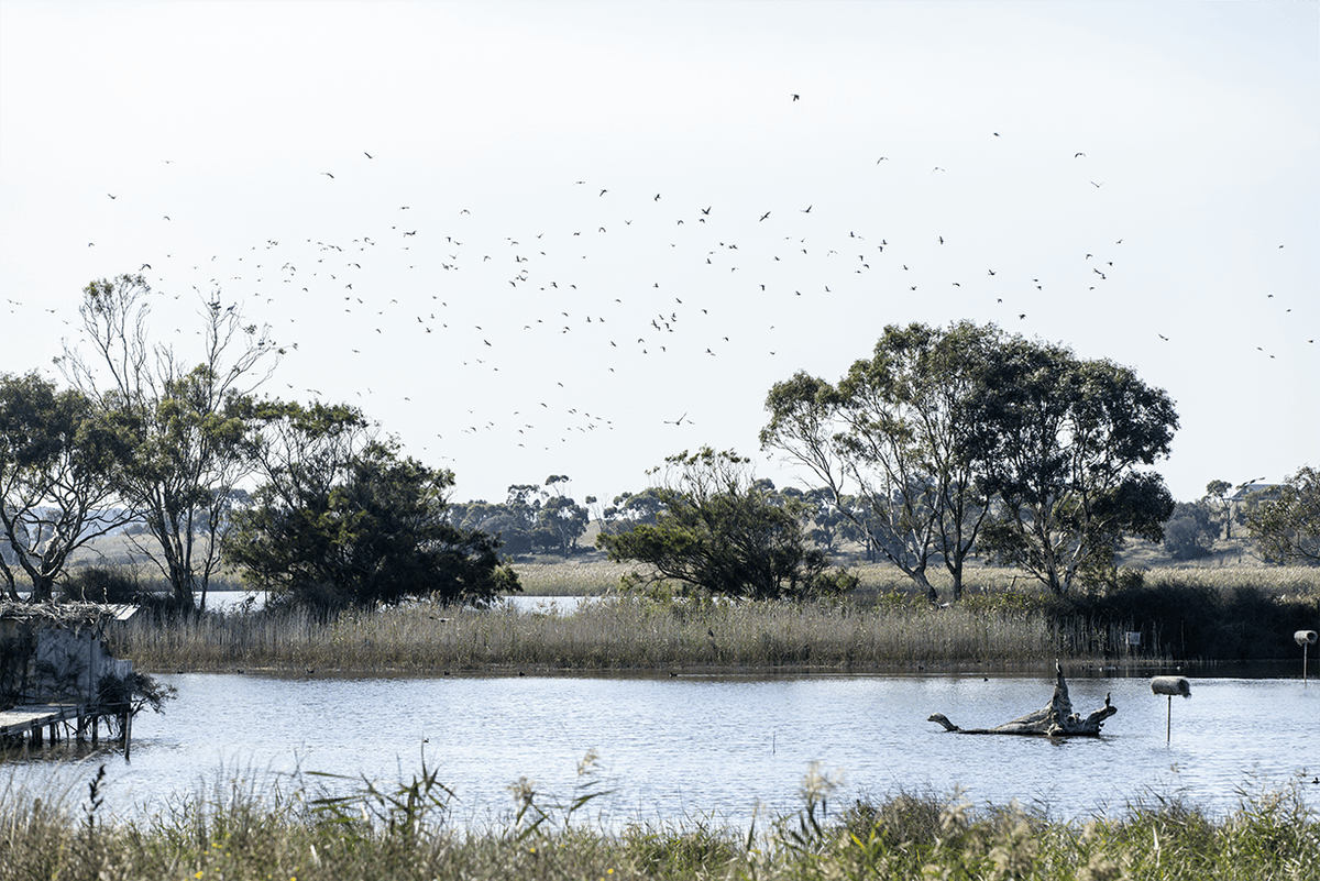 A dying pastime: duck hunting in Victoria