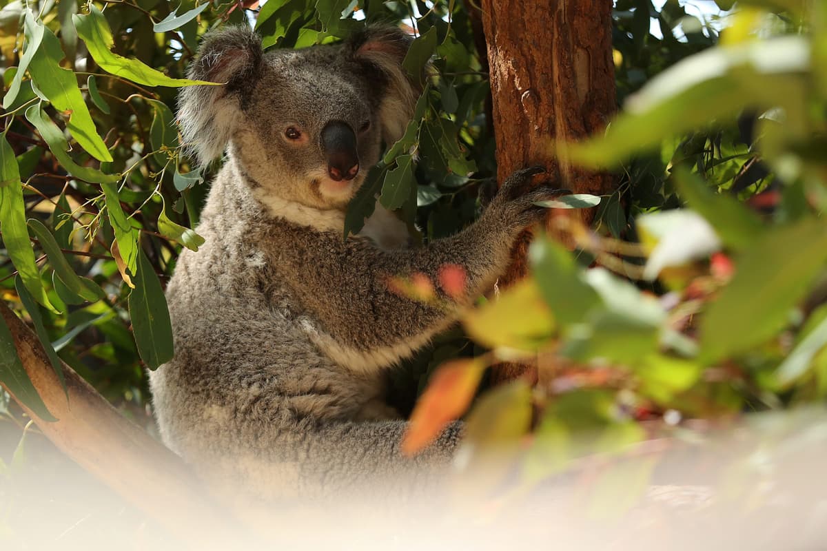 Australia shouldn't have to choose between protecting forests and the climate