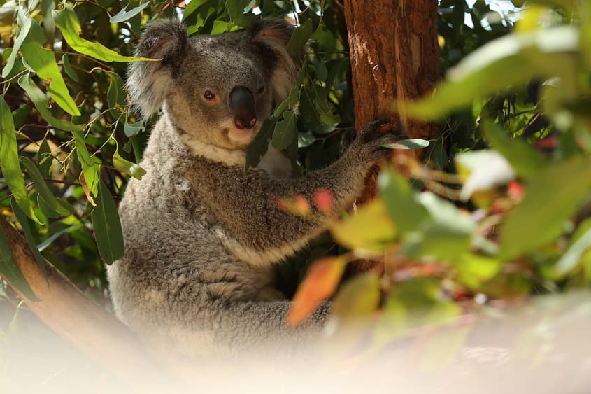 https://thepoint.com.au/wp-content/uploads/2026/08/03160211/20230109001750338264-original-scaled.jpg