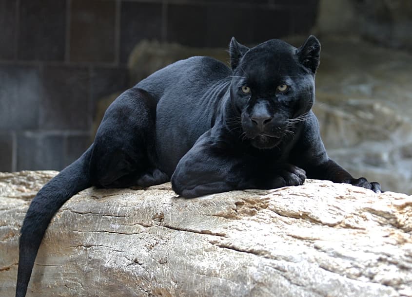 https://thepoint.com.au/wp-content/uploads/2026/10/30155841/Jaguar.jpg